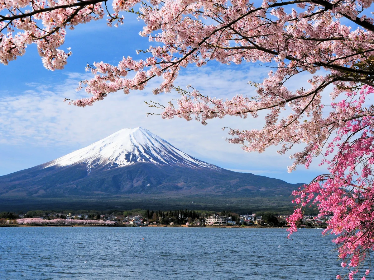 Sakura inspiration